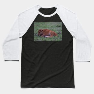 Resting Bison Calf Baseball T-Shirt